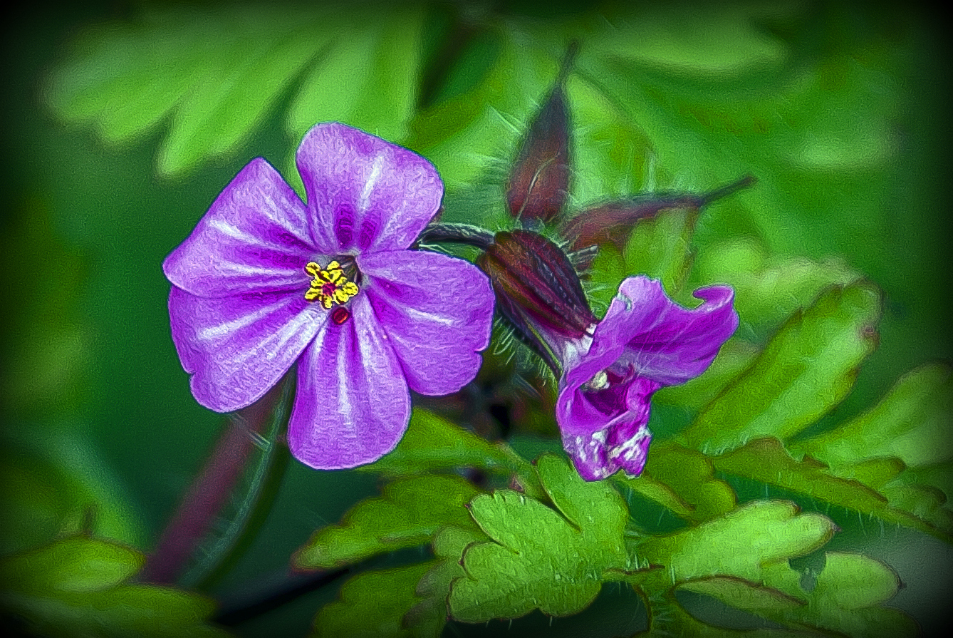 Leberblümchen....