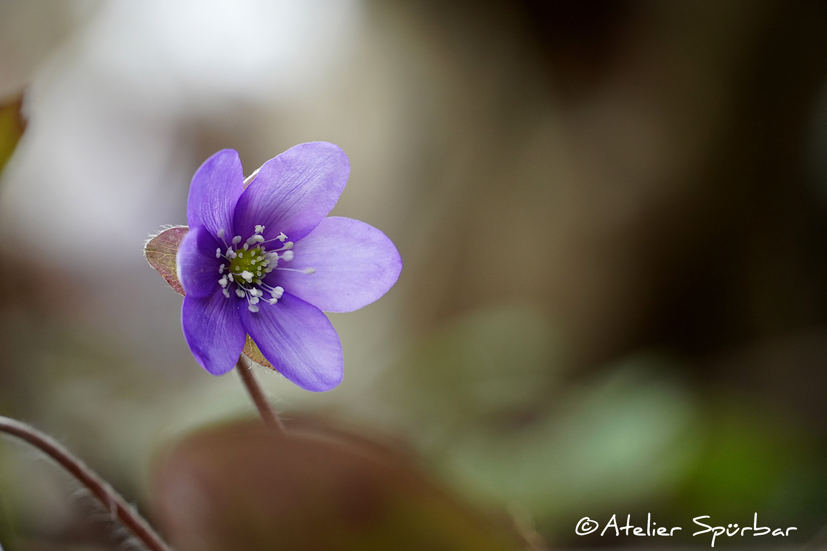 Leberblümchen 