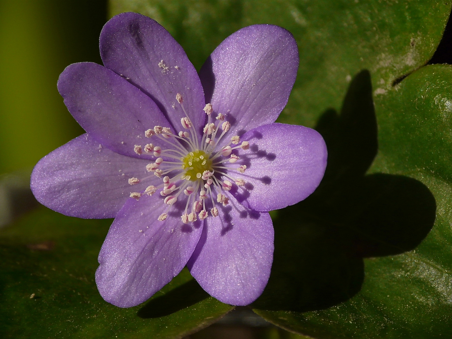 Leberblümchen