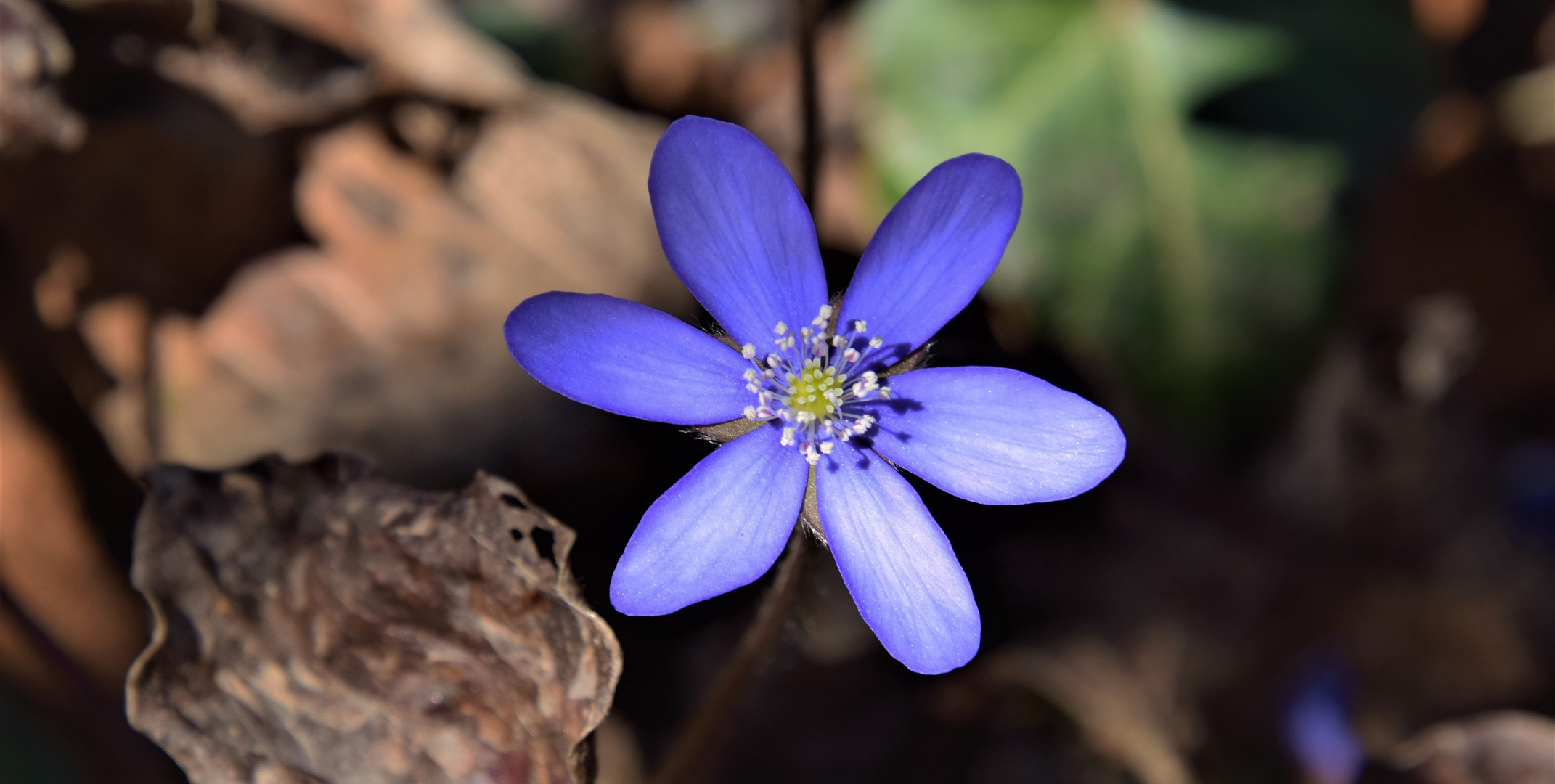 Leberblümchen