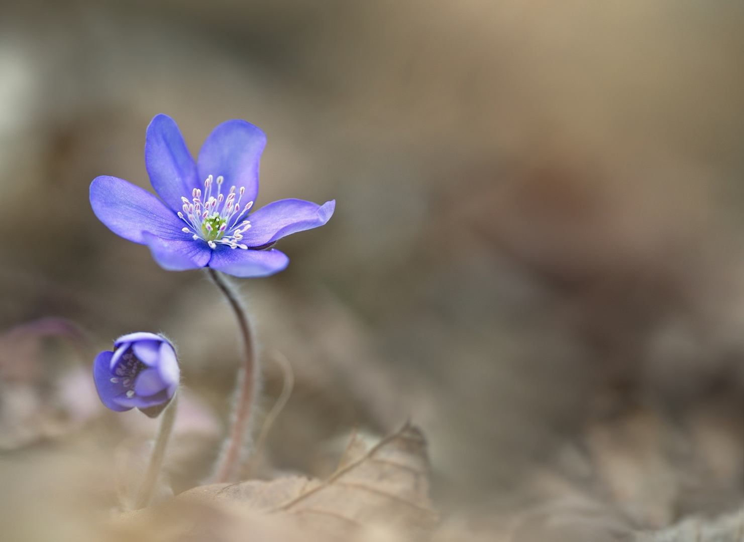 Leberblümchen