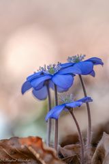 Leberblümchen ...