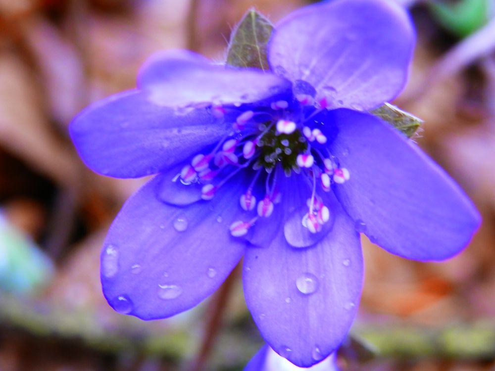 Leberblümchen