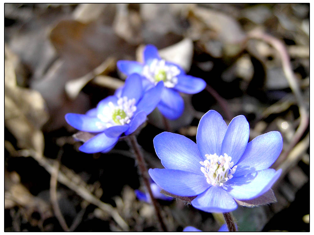 Leberblümchen