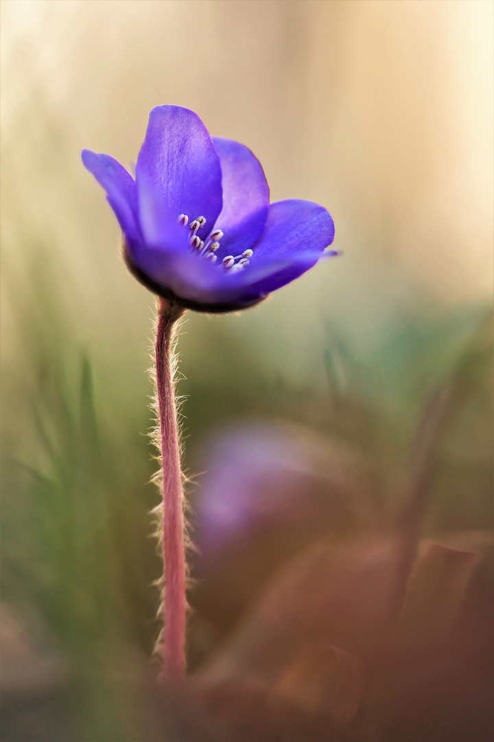 Leberblümchen