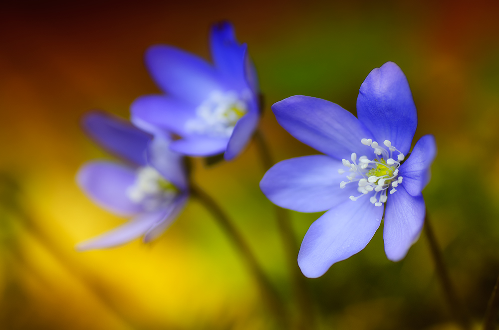 Leberblümchen