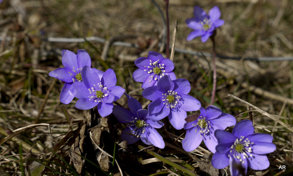 Leberblümchen