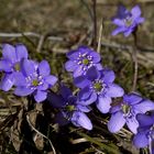 Leberblümchen