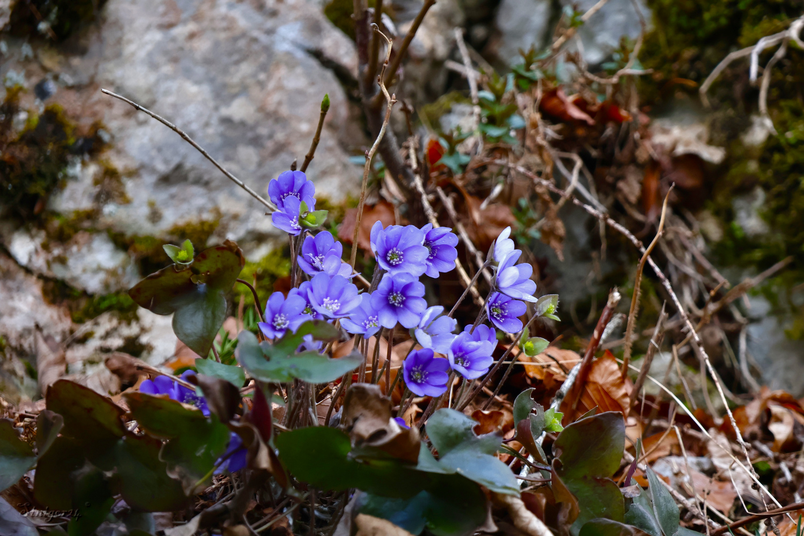 Leberblümchen