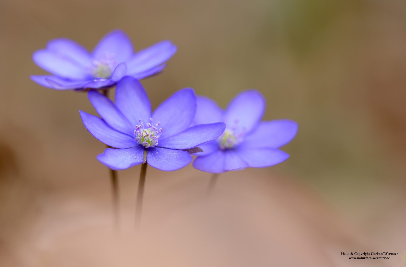 Leberblümchen