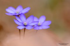 Leberblümchen