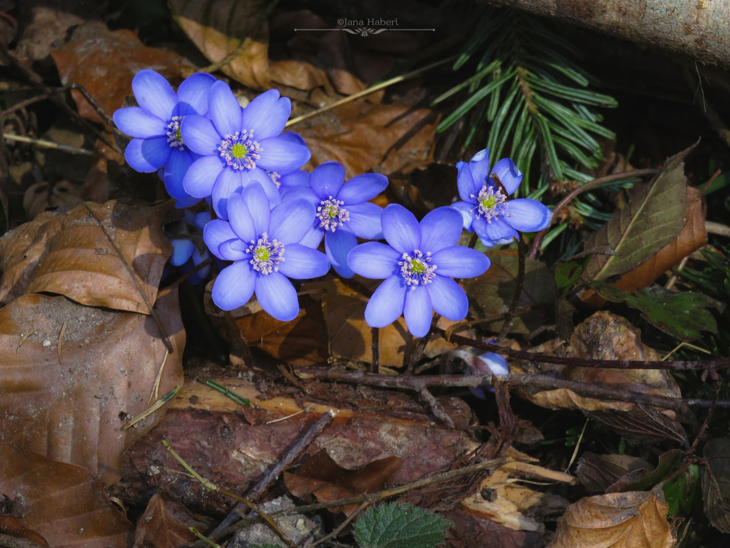 Leberblümchen 