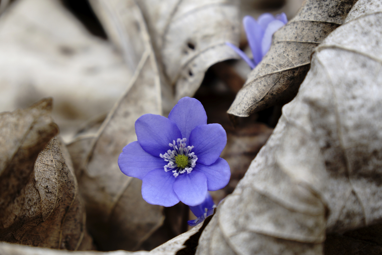 Leberblümchen