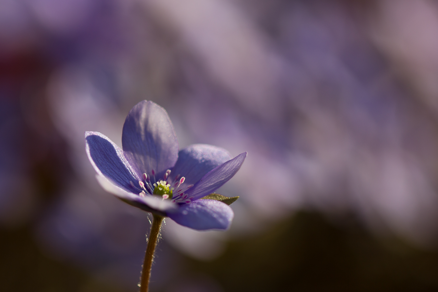 Leberblümchen 1