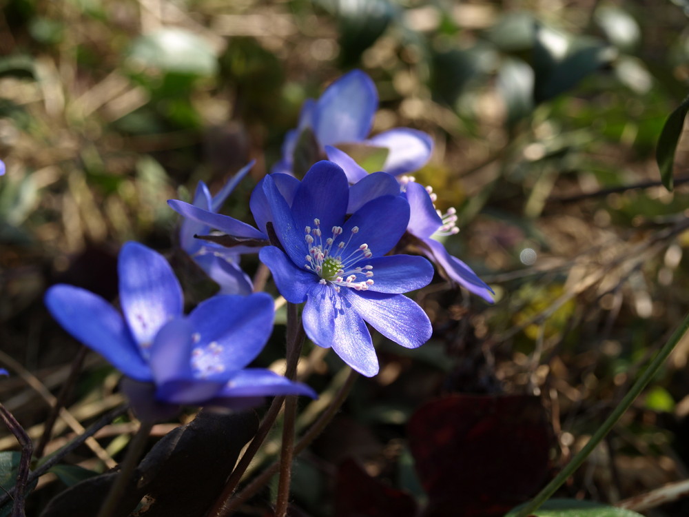 Leberblümchen 1