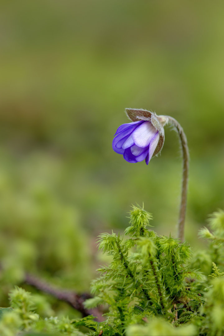 Leberblümchen 1