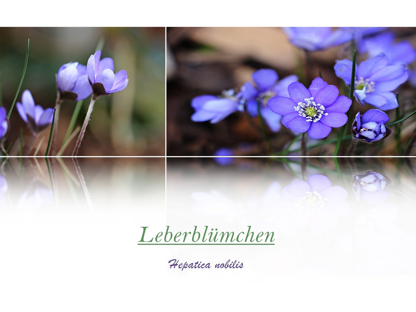 Leberblümchen