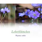 Leberblümchen