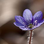 Leberblümchen 1/11