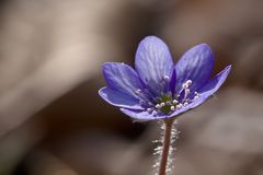 Leberblümchen 1/11