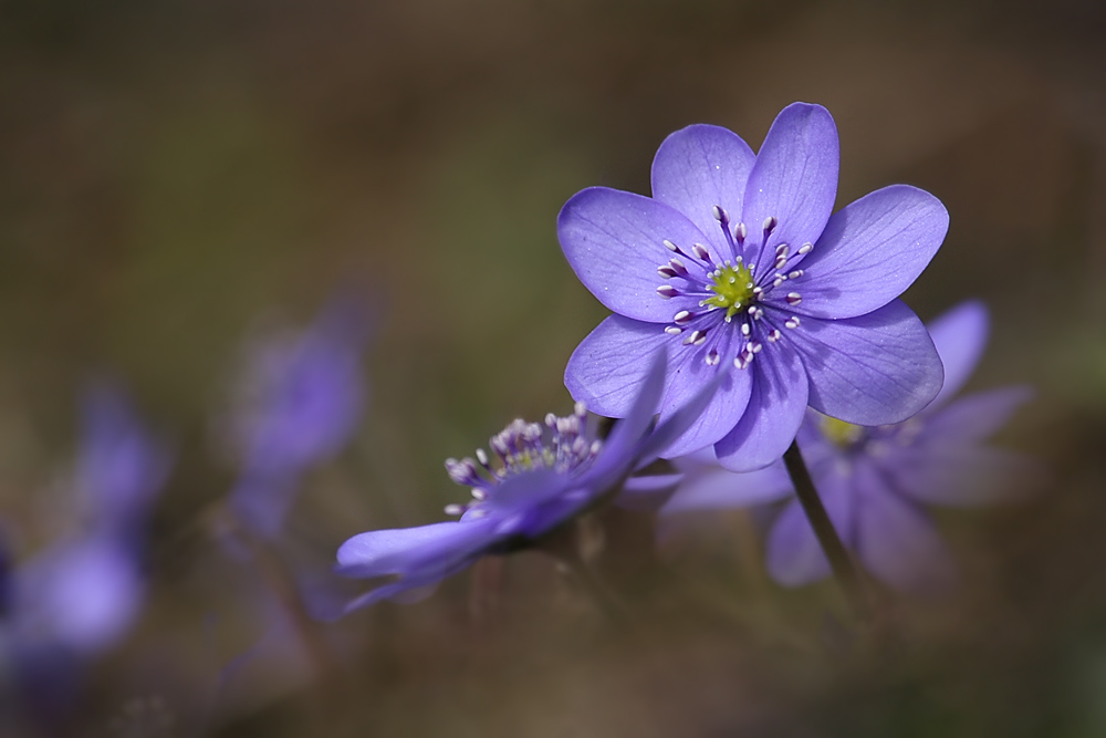 Leberblümchen