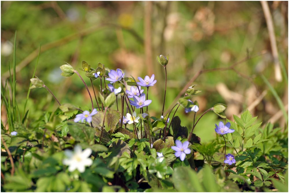 Leberblümchen