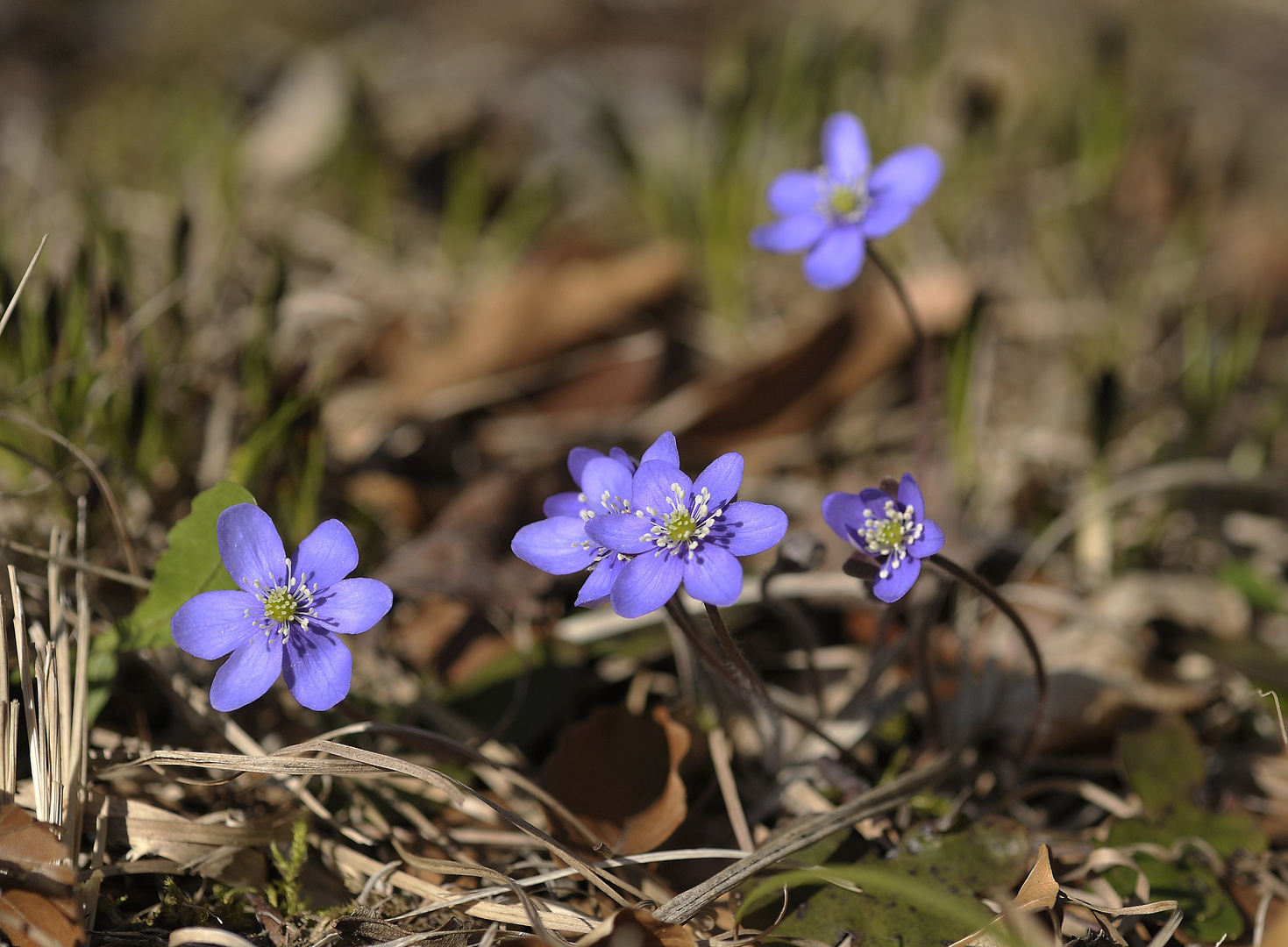 Leberblümchen