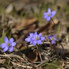 Leberblümchen