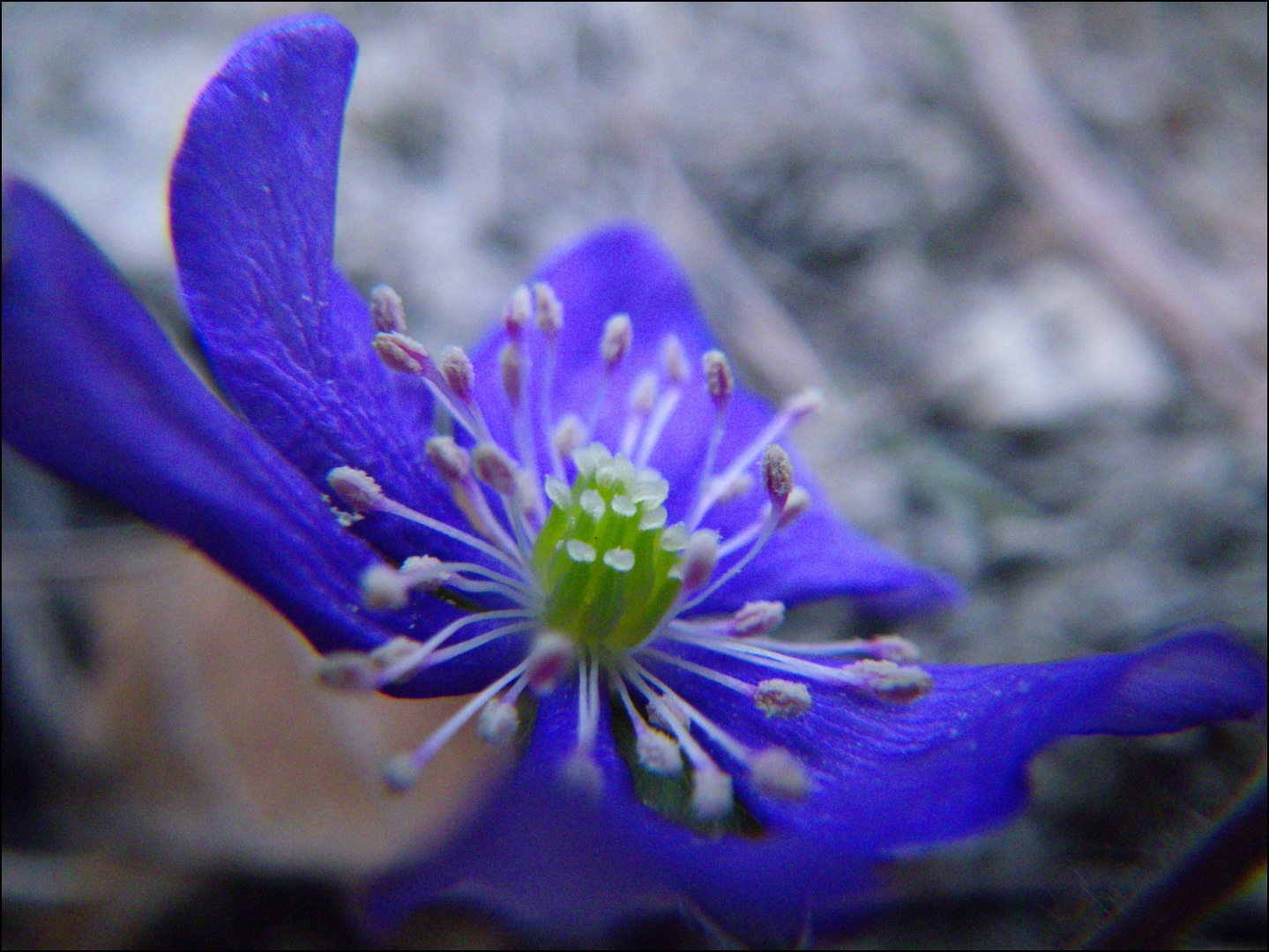 Leberblümchen