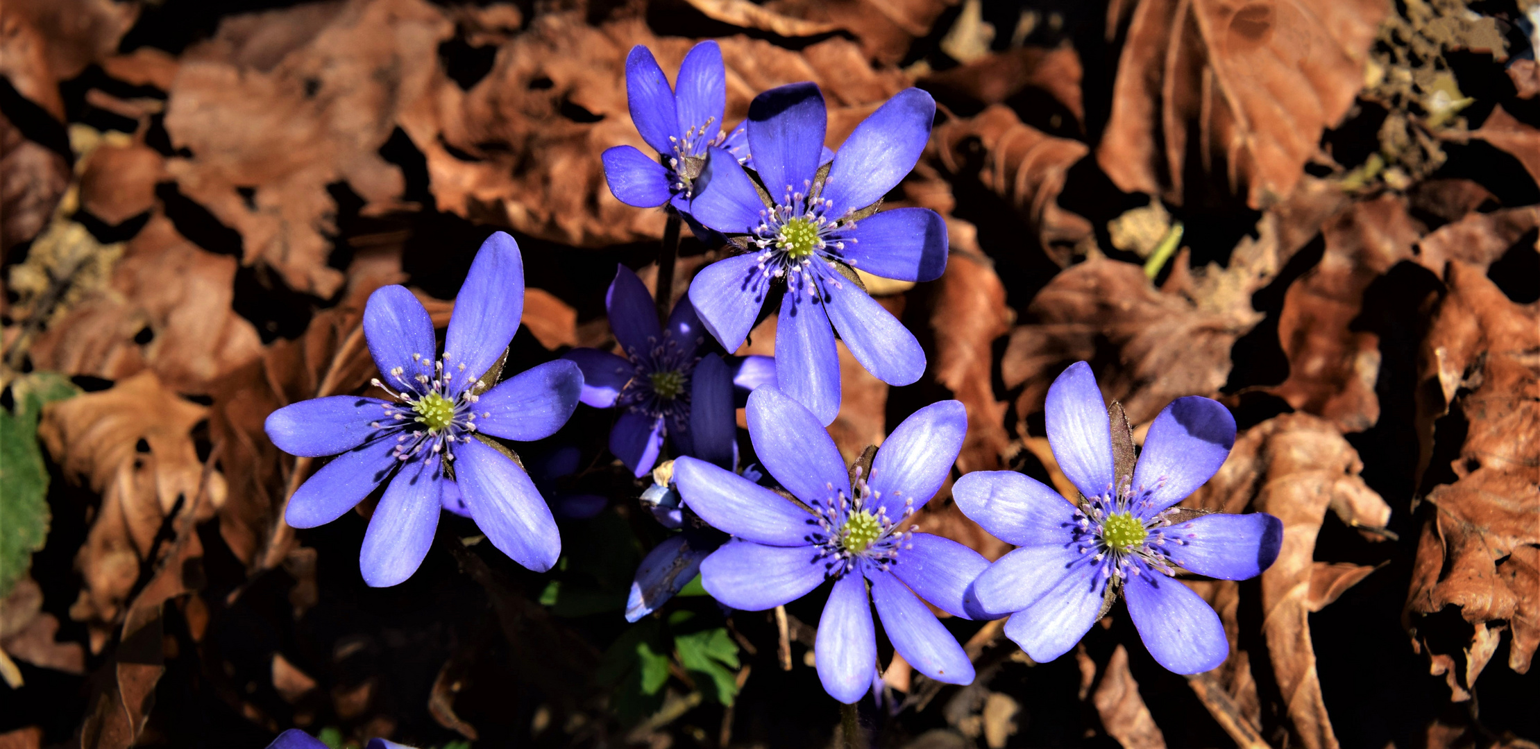 Leberblümchen