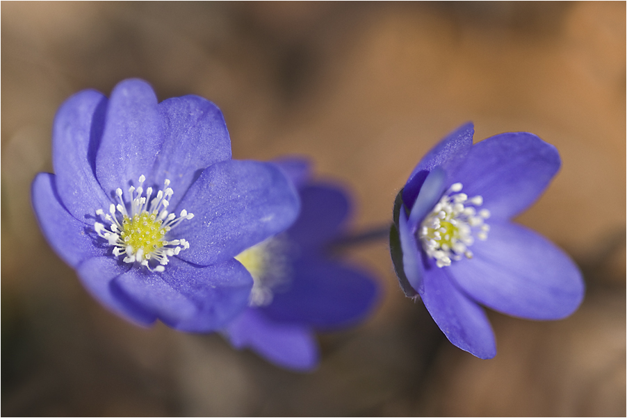 Leberblümchen