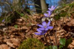 Leberblümchen