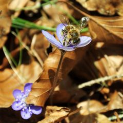 Leberblümchen