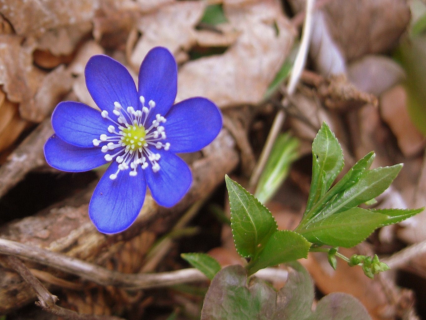 Leberblümchen