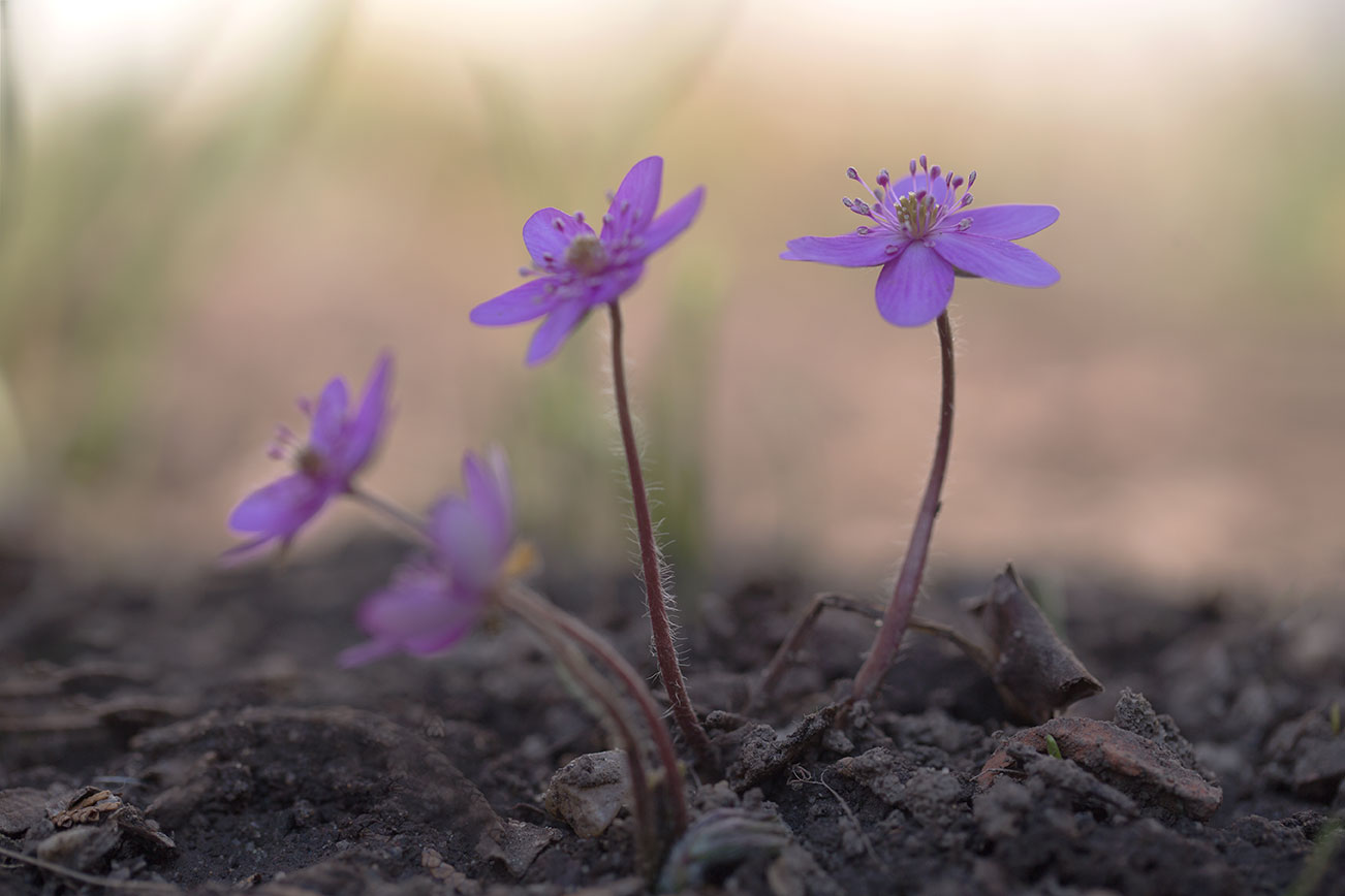 Leberblümchen