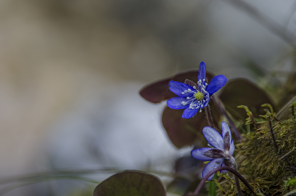 Leberblümchen