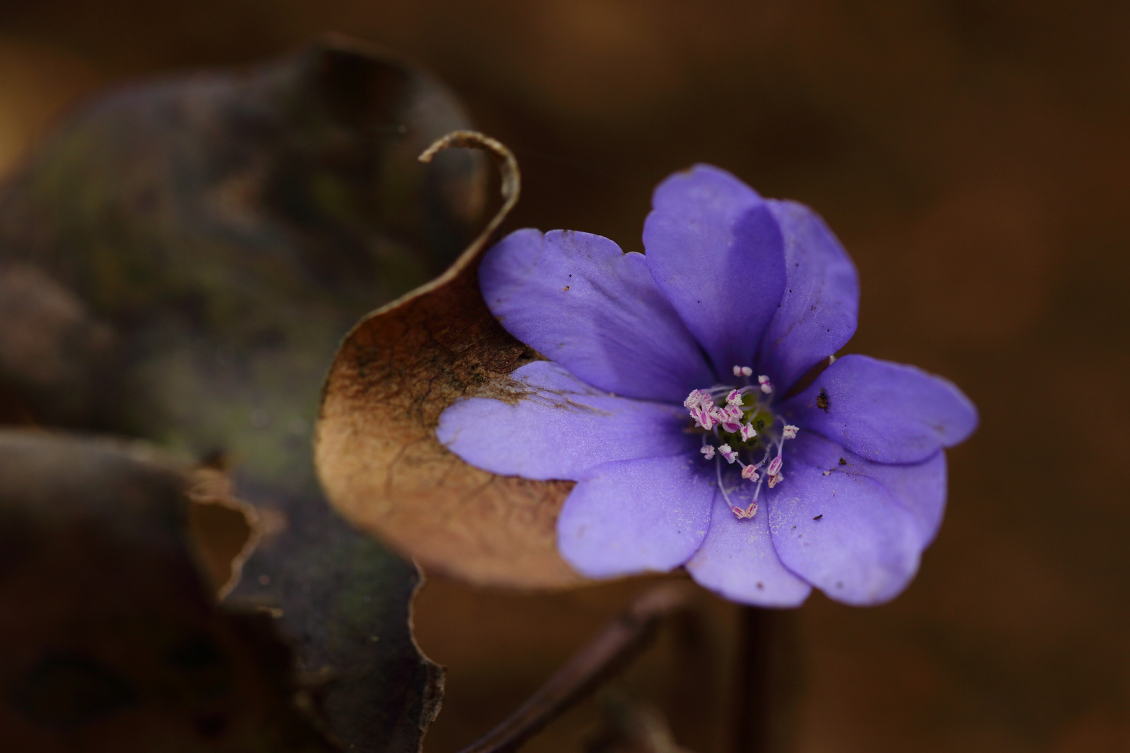 Leberblümchen