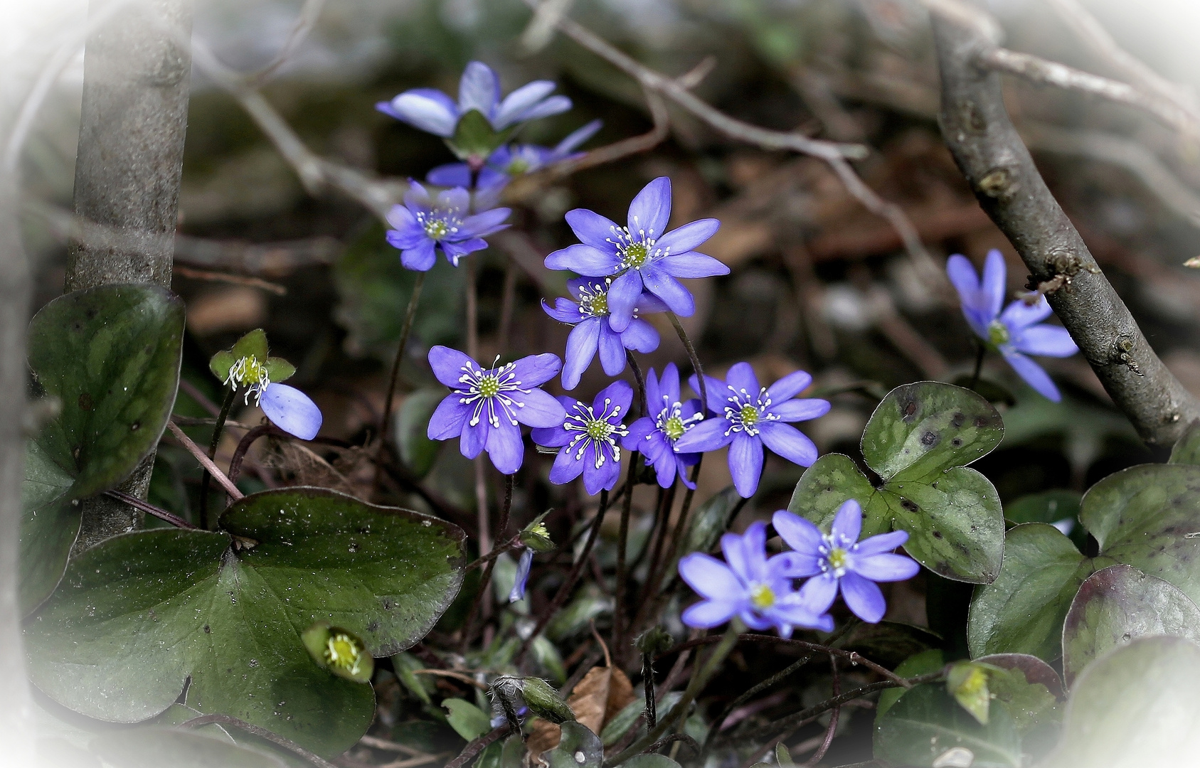 Leberblümchen 