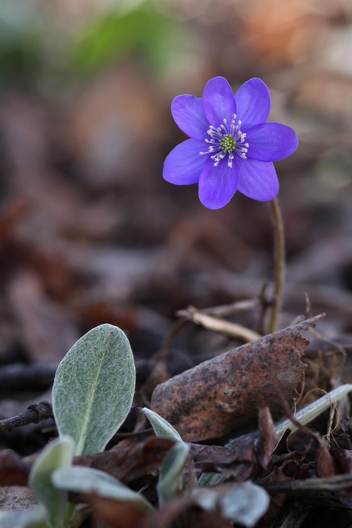 Leberblümchen