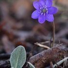 Leberblümchen