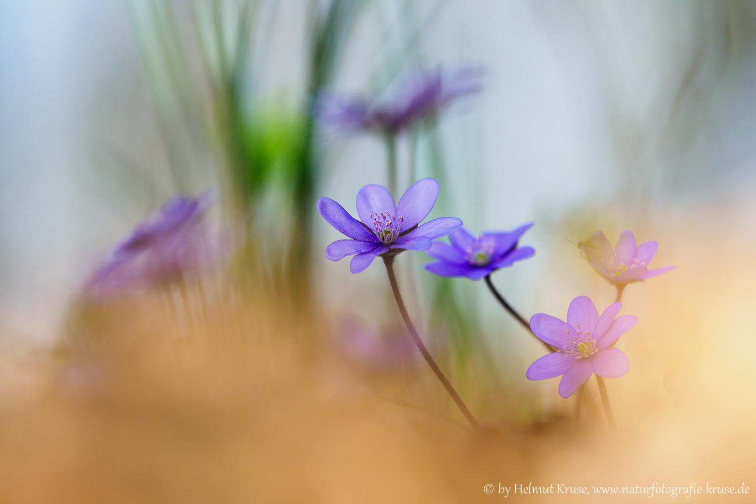 Leberblümchen