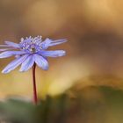 Leberblümchen