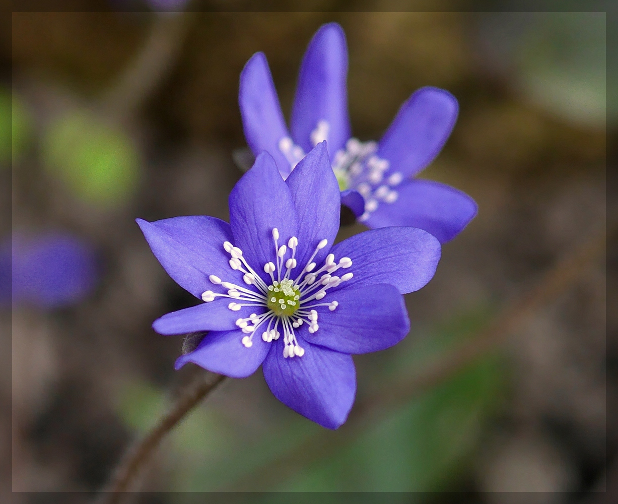 Leberblümchen