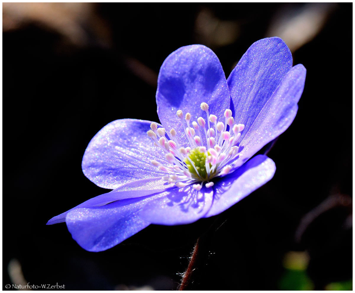 ---- Leberblümchen ----