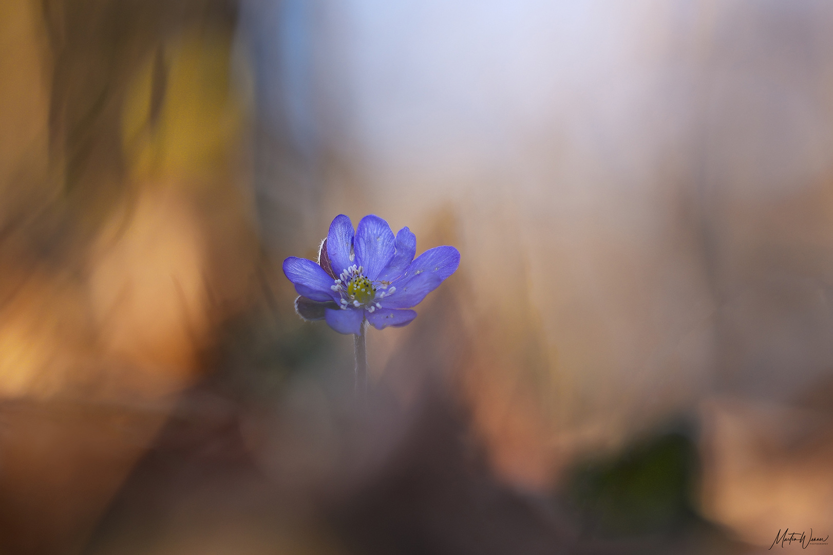 Leberblümchen