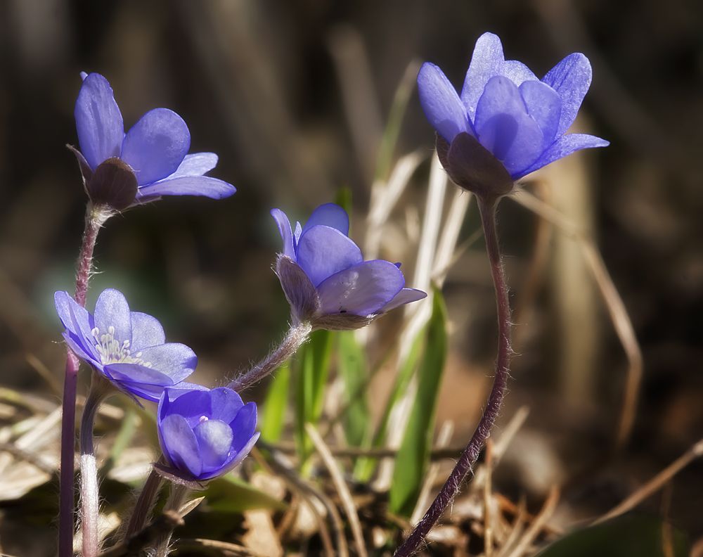 Leberblümchen