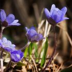 Leberblümchen