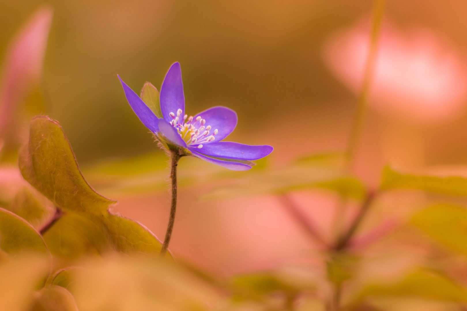 Leberblümchen