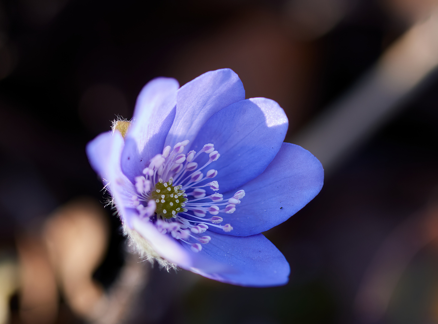 Leberblümchen