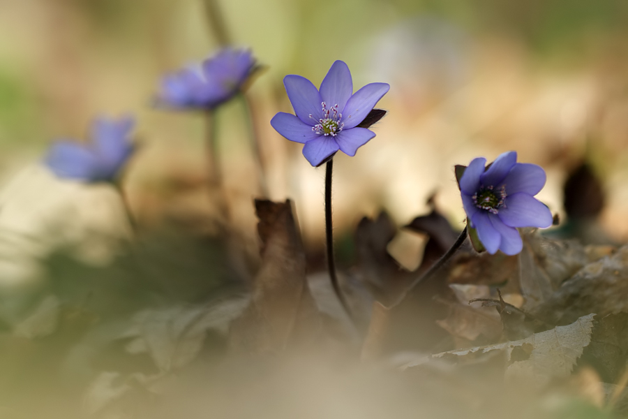 Leberblümchen